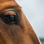 W Polsce nielegalnie zabija się konie. Kwitnie handel paszportami