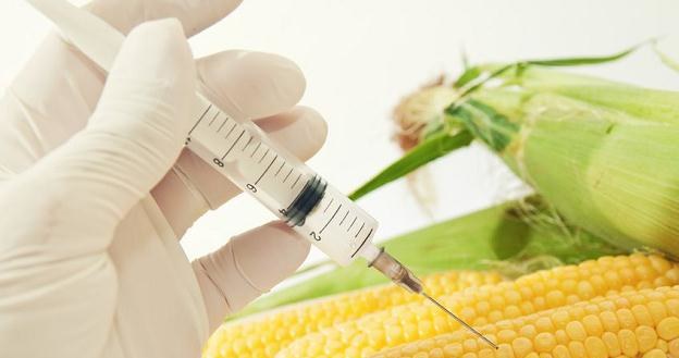 W Polsce obowiązuje zakaz uprawy GMO kukurydzy MON 810 oraz ziemniaka Amflora /&copy;123RF/PICSEL