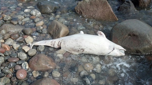 W Polsce ostatni delfin białonosy został złowiony w dniu 19 września 1998 roku /NIELS RISTAU / GRD  /PAP/EPA