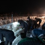 W Polsce powstaje jedno z najbardziej poszukiwanych win. Właśnie zakończono winobranie