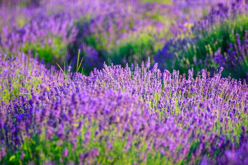 W Polsce powstało wiele plantacji lawendy. To idealne miejsca na sesje fotograficzne i weekendowe wycieczki /123RF/PICSEL