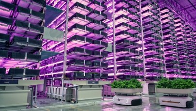 W Polsce powstanie gigafabryka AI? 