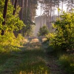 W Polsce rośnie lesistość. Ale to nie wskaźnik dobrego stanu lasów