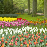 W Polsce śnieg i mróz, a tam kwitną tulipany. W tym kraju w styczniu mają swoje święto