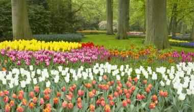 W Polsce śnieg i mróz, a tam kwitną tulipany. W tym kraju w styczniu mają swoje święto