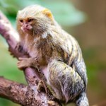 W Polsce urodziły się najmniejsze małpy świata. Mieszczą się w dłoni