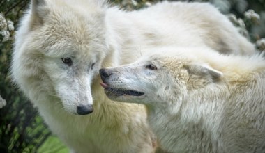 W Polsce urodziły się wilki polarne. "Młodziaki mają się świetnie"