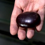 W Polsce wyhodowano gigantyczną fasolę morską