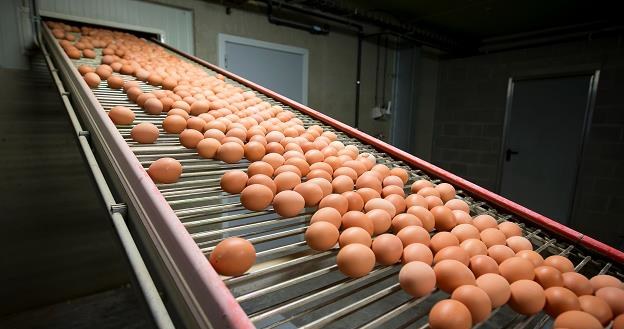 W Polsce wykryto jaja potencjalnie zanieczyszczone fipronilem /fot. Kristof Van Accom /AFP