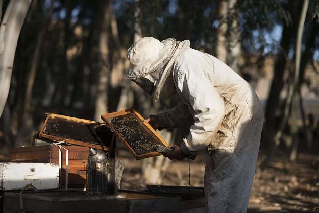 W Polsce występuje blisko 470 gatunków pszczół /AFP