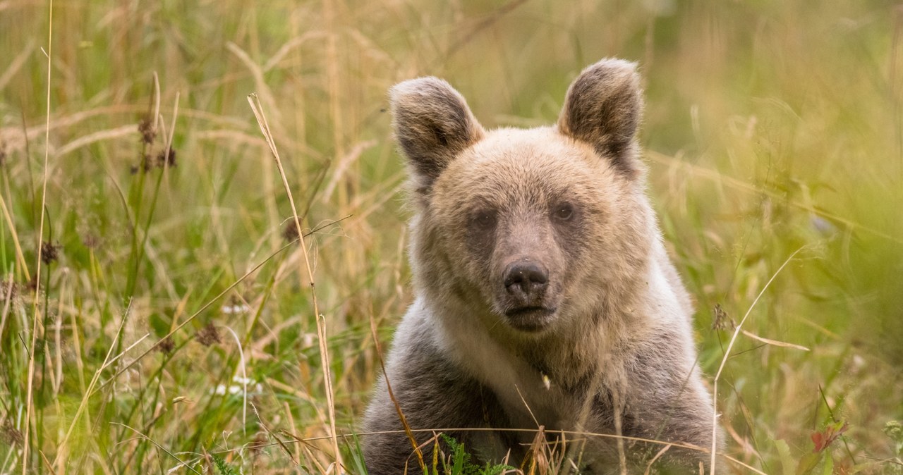 W Polsce występuje niedźwiedź brunatny. Lepiej zapewnić mu spokój zarówno w czasie snu, jak i przygotowań do niego. /Pixel
