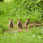 W Polsce zabija się nielegalnie ponad 140 wilków rocznie