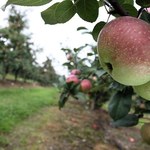 W Polsce zaczęły się zbiory jabłek