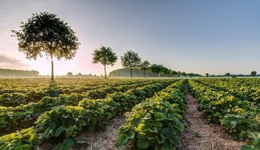 W Polsce zajadamy się hybrydami. To jeden z najpopularniejszych owoców