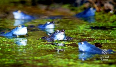 W Polsce zaroiło się od niebieskich żab. Jak to możliwe?