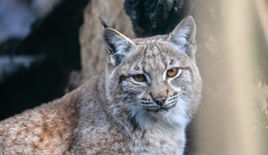 W Polsce zginął kolejny ryś. Został zastrzelony. "Ogromna strata"