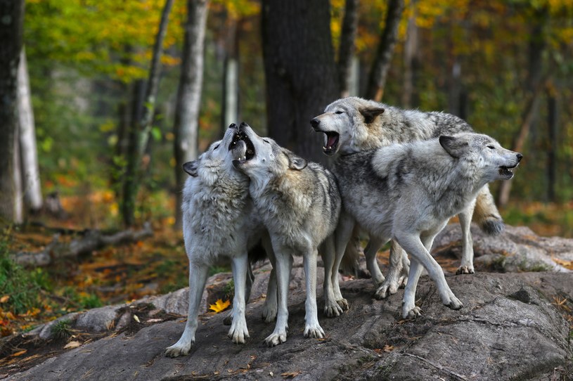 W Polsce żyje około 2 tys. wilków. /123RF/PICSEL