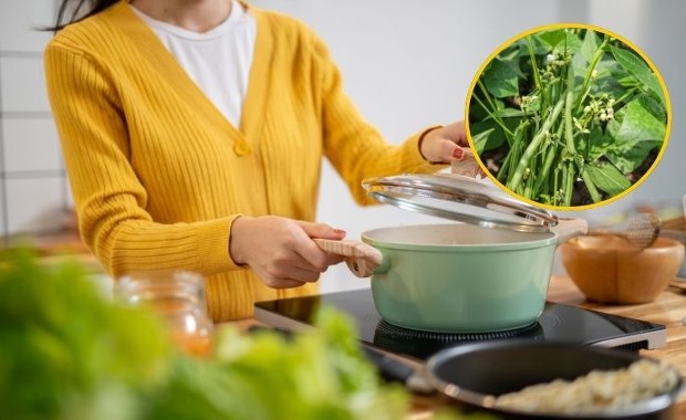 W polskich domach podaje się ją do obiadu. To najbardziej trująca roślina 2026 roku