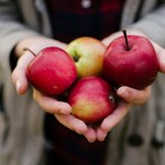 W polskich jabłkach jest coraz mniej pestycydów