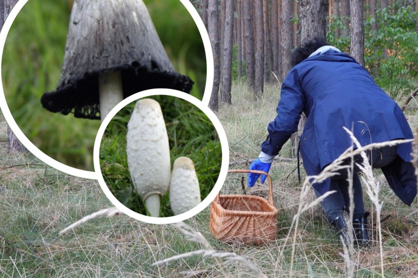 W polskich lasach można natknąć się na "grzyba kanibala", czyli czernidłaka kołpakowatego, który zjada sam siebie /East News/ Pixabay /materiał zewnętrzny