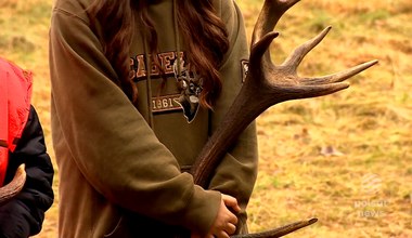 W polskich lasach można znaleźć skarb jeleni. Trwają poszukiwania "rogatego złota"