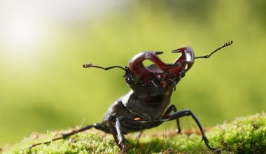 W polskich lasach niesie się trzask. Kamera uwieczniła walkę olbrzymów