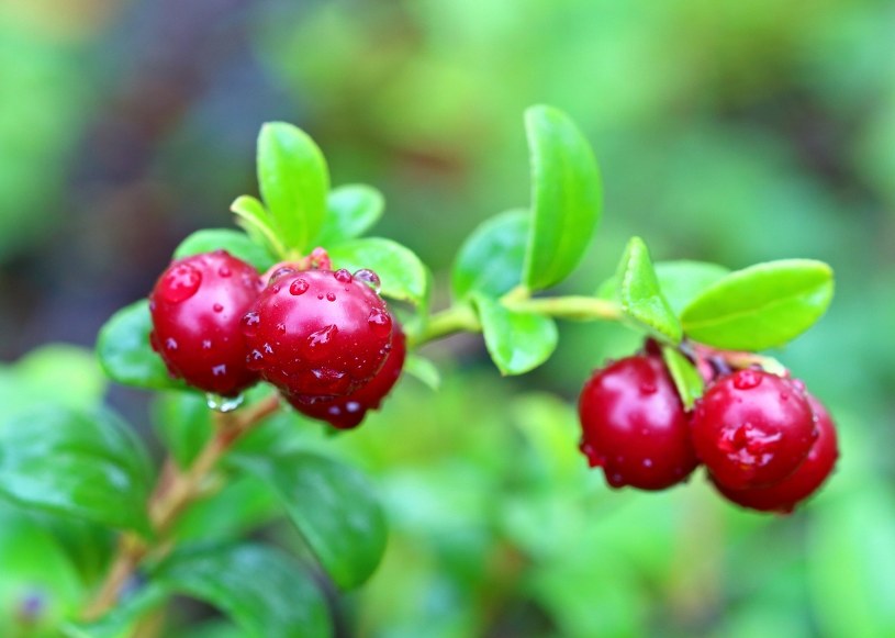 W polskich lasach obrodziło. Leśnicy zachęcają do zbiorów