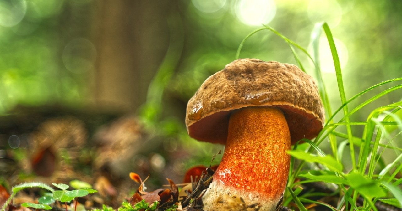 W polskich lasach pojawiły się borowiki ceglastopore łac. Neoboletus luridiformis /Canva Pro