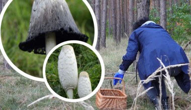 W polskich lasach rośnie dziwny grzyb. Gdy dojrzeje, zostaje po nim atrament