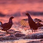 W polskich lasach zaczęły się popisy. Strażnicy pokazali nagranie