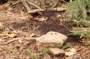 W polskim lesie dostrzeżono niepokojące zjawisko. "To będzie masakra" 