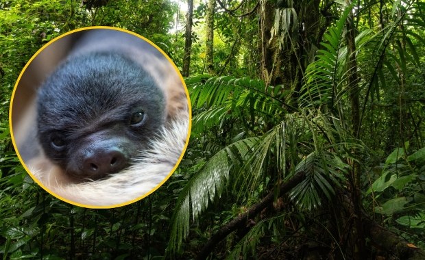 W polskim zoo przyszło na świat egzotyczne zwierzę. Data nieprzypadkowa