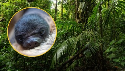 W polskim zoo przyszło na świat egzotyczne zwierzę. Data nieprzypadkowa