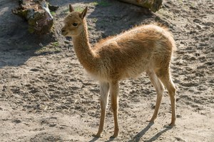 W polskim zoo urodziła się wikunia andyjska. Dziki przodek alpaki