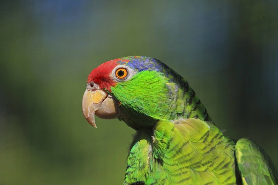 W południowej Anglii żyje blisko 30 tysięcy papug /East News