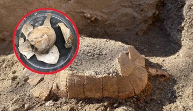 W Pompejach odnaleziono szczątki samicy żółwia
