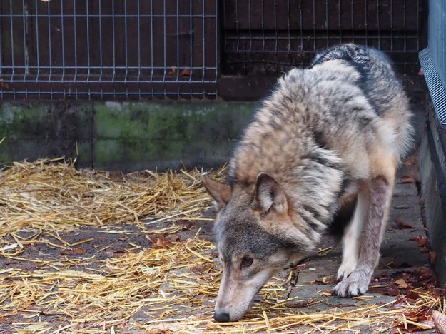 W poniedziałek wieczorem wilk został tymczasowo uśpiony, przewieziony do bezpiecznej woliery i tam wybudzony. /Woliński Park Narodowy /