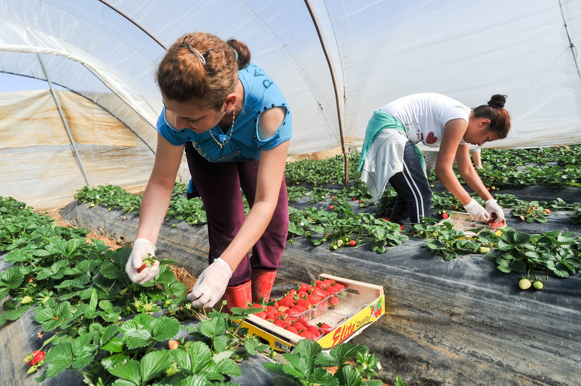 W poprzednich sezonach ponad 90 proc. pracowników sezonowych w ogrodnictwie stanowili pracownicy z Ukrainy (zdj. ilustracyjne) /123RF/PICSEL