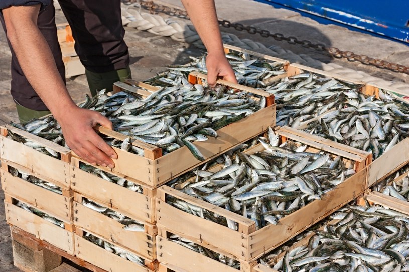 W Portugalii drożeją sardynki, spadają też połowy tych ryb. /123RF/PICSEL
