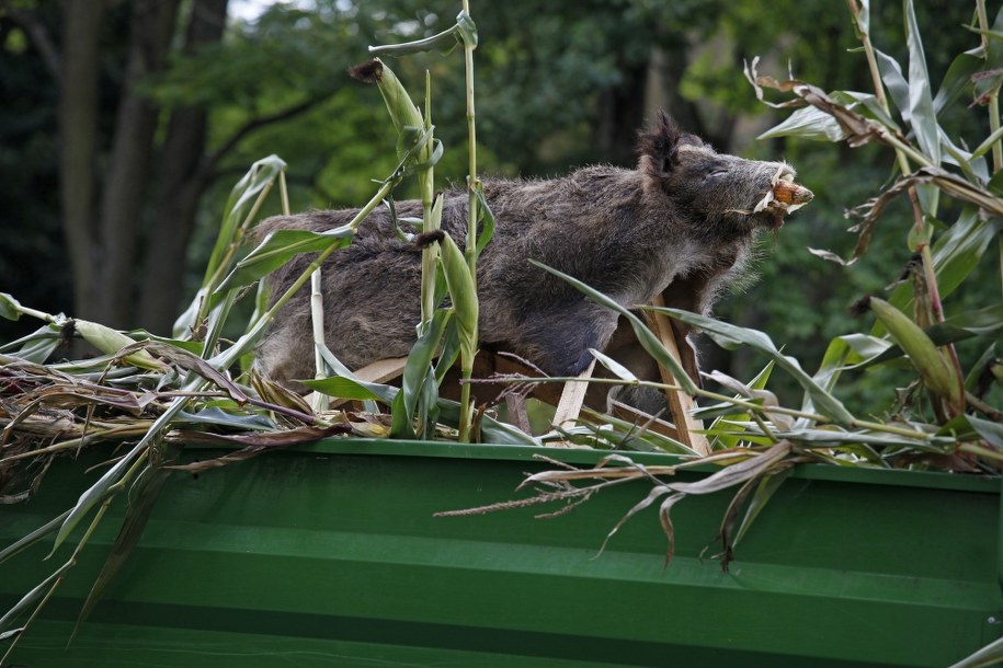 W powiecie białostockim - jako pierwszym w Podlaskiem - mają działać niezależne komisje, które ocenią rozmiar szkód na polach niszczonych przez dziki /Artur Reszko /PAP