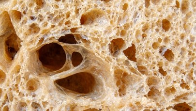 W Poznaniu dostały chleb z owadami. Zaskakujące wyniki eksperymentu