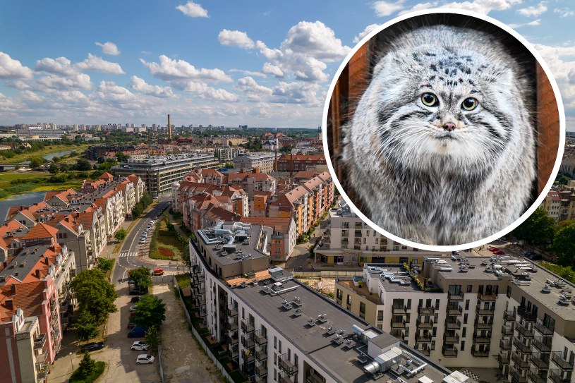 W Poznaniu spotkamy najpiękniejszego manula na świecie. "Jego Puchatość Magellan Pierwszy"