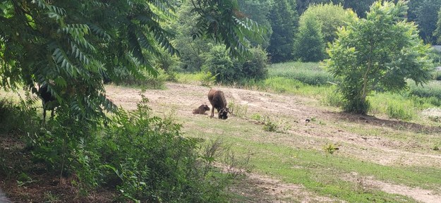 W poznańskim zoo urodziły się Gnu Brunatne /Beniamin Piłat /RMF FM