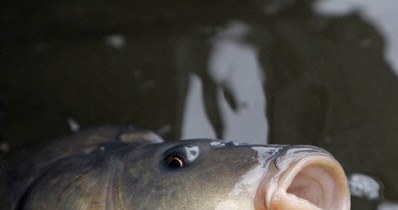 W praktyce, żywych karpi nie można już pakować kupującym do torebek foliowych, czy siatek /AFP