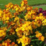 W PRL to był wielki hit. Ludzie zapomnieli o tej roślinie. To błąd