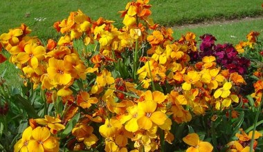 W PRL to był wielki hit. Ludzie zapomnieli o tej roślinie. To błąd