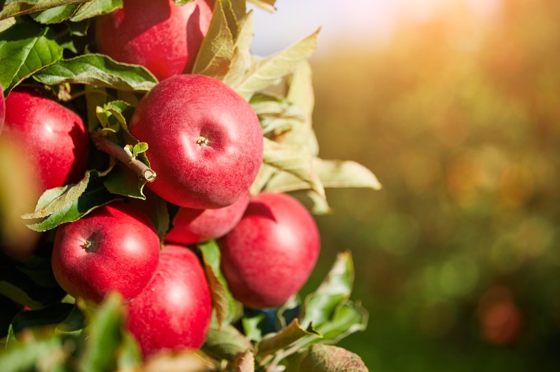 W produkcji jabłek Polska zajmuje pierwsze miejsce w UE /123RF/PICSEL