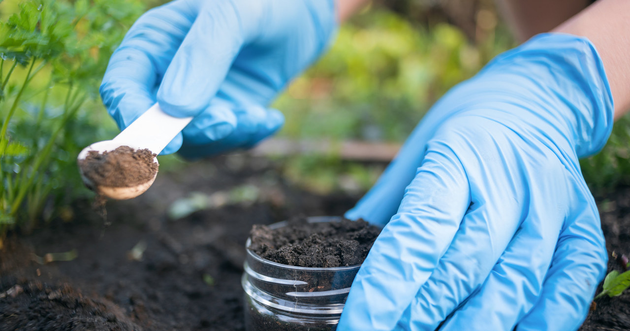 W prosty sposób możesz przeprowadzić badanie odczynu gleby w domu i tym sposobem dowiedzieć się, z jaką ziemią masz do czynienia w swoim ogrodzie. /123RF/PICSEL