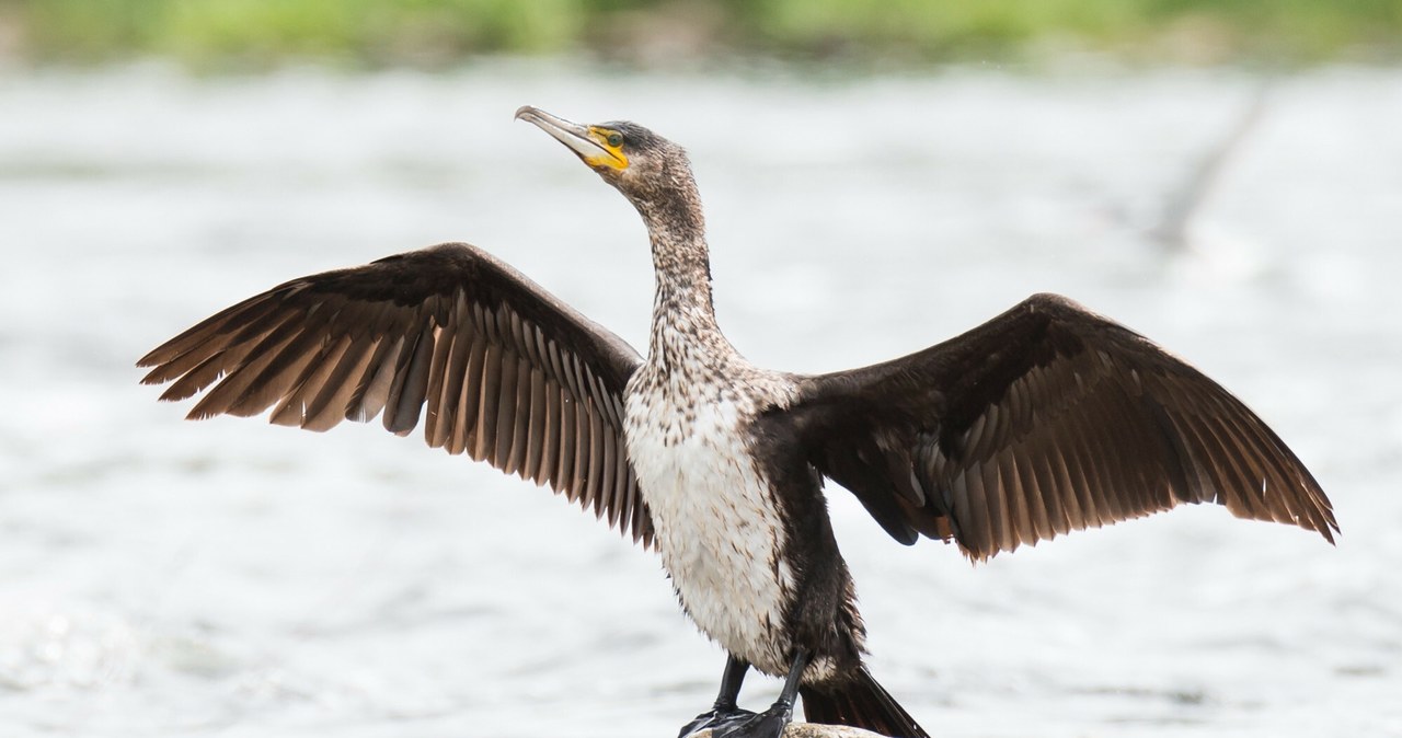 W przeciwieństwie do innych ptaków związanych ze środowiskiem wodnym gruczoł kuprowy kormoranów (łac. Phalacrocorax carbo) nie produkuje substancji nadającej piórom odporności na wodę, przez co po nurkowaniu muszą suszyć pióra w słońcu /Piotr Kamionka/REPORTER /East News