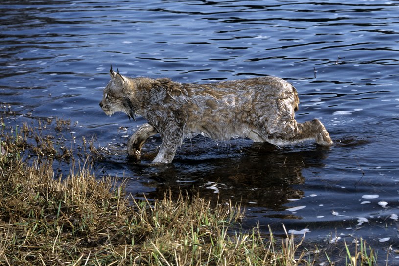 W przeciwieństwie do większości kotów rysie nie boją się wody. Dzięki danym z nadajników GPS wiemy, że pokonały już największe rzeki w Polsce / Ardea /Agencja FORUM